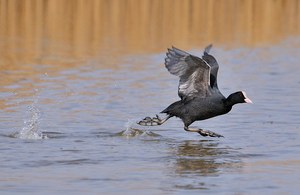 Der über´s Wasser geht