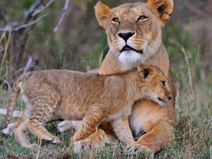 Massai Mara Löwun und Junges