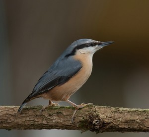 ein Kleiber