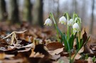 Frühlingsknotenblume
