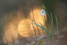 Wildes Schneeglöckchen