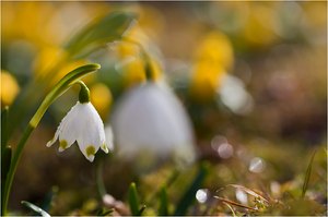 Frühling