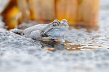 Grasfrosch im Froschlaich