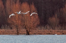 Höckerschwäne im Flug