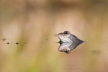 Spiegelfrosch