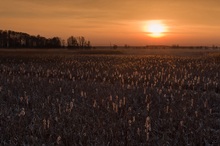 Abendlicht über dem Schilfrohr