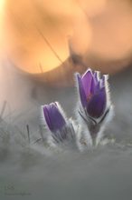 Pulsatilla vulgaris