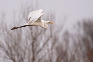 Silberreiher im Flug