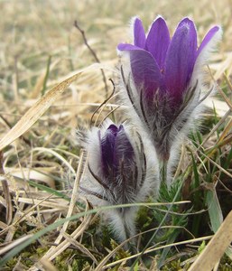 Pulsatilla