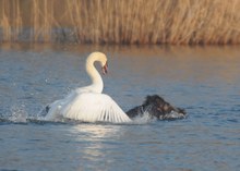 Schwan gegen Wildschwein