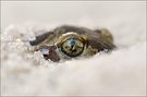 ~ das Auge ~