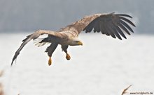 Seeadler