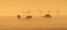 Kraniche im Morgennebel mit Fütterung