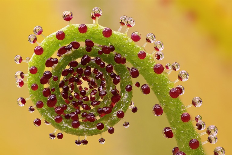 Drosophyllum lusitanicum