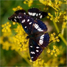 Mein Lieblingsschmetterling