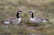 trinkende Kanadagänse (Branta canadensis)