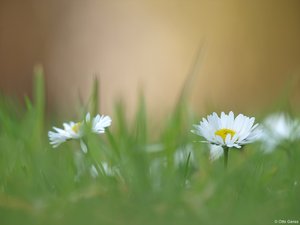 Gänseblümchen aus der Froschperspektive