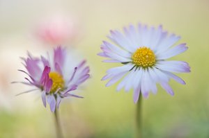 Erwachender Frühling