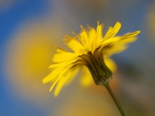 Gewöhnliches Ferkelkraut (Hypochaeris radicata)