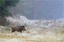 Rückzug in den Wald