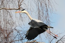 Reiher im Landeanflug