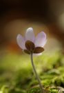 Leberblümchen im Gegenlicht