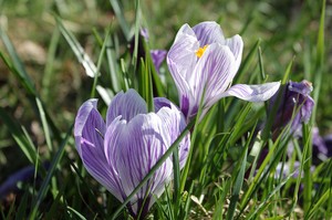 Der Krokus