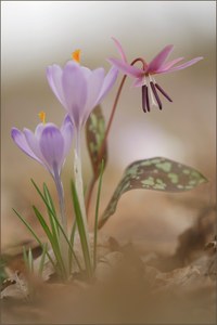 Erythronium dens-canis