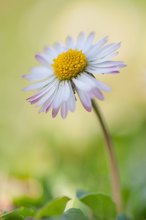 Bellis perennis