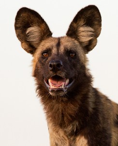 Afrikanischer Wildhund