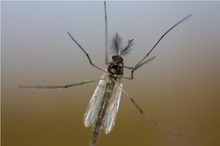 ~ Zuckmücken (Chironomidae) ~