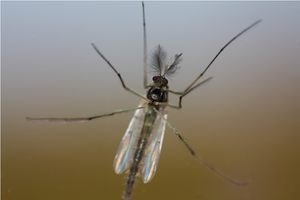 ~ Zuckmücken (Chironomidae) ~