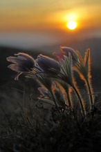 Sonnenuntergang bei den Küchenschellen