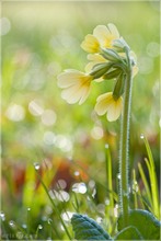 Echte Schluesselblume - Primula veris