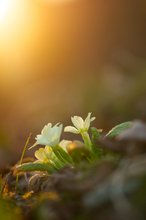 Frühlingsboten im Abendglühen..