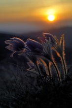 Sonnenuntergang bei den Küchenschellen (neu bearbeitet)