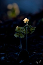 Schlüsselblume im ersten Morgenlicht