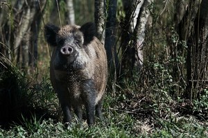 Wildschwein