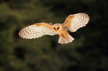 Schleiereule (Tyto alba)