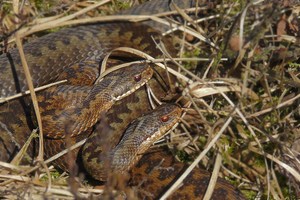 Gleich im Doppelpack...