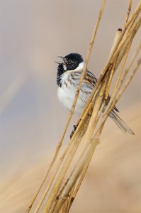 Rohrammer (Emberiza schoeniclus)