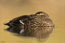 Stockente Weibchen