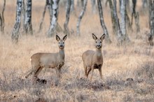 Rehe in der Moorheide