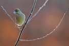 Grünfink (Carduelis chloris) im Gegenlicht