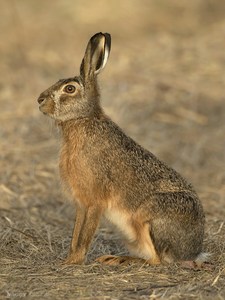 "Hase- Klassisch!"