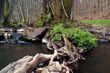 An der Alf bei Niedrigwasser