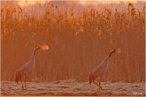 Goldener Morgen