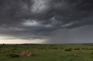 Gepardin und Junge vor einem Unwetter.