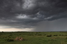 Gepardin und Junge vor einem Unwetter.