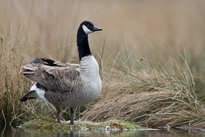 Kanadagans (Branta canadensis) im Emsdettener Venn